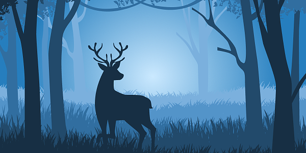 Готовься к летнему сезону: что нужно знать об охоте в июне